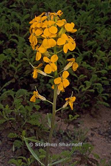 erysimum capitatum 9 graphic